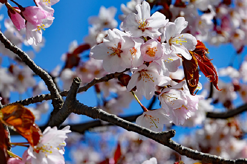 Cherry Blossoms in Japan, Sunshine in Maldives: Reisezeit Insights für Geschäftsreisende und Strategen