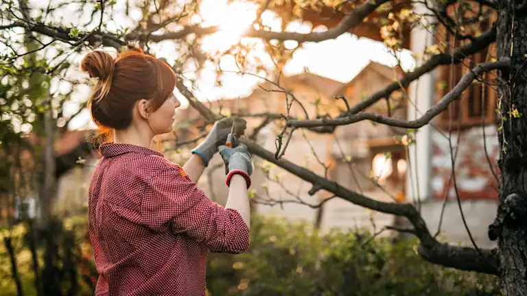 Tree Law Explained – Property Damage and Neighbor Responsibilities